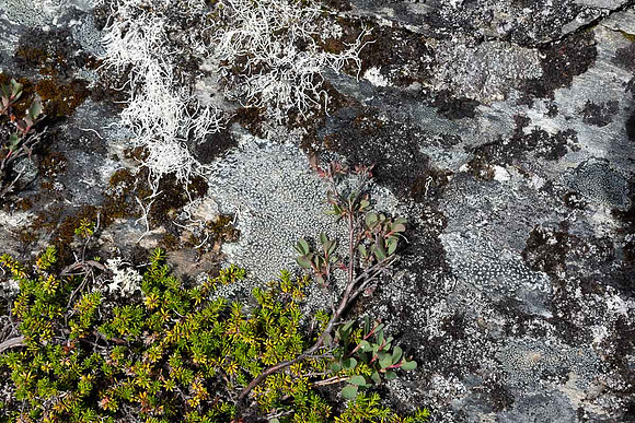 Lichen, S of Thompson Pass
