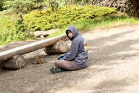 Observing Wildlife