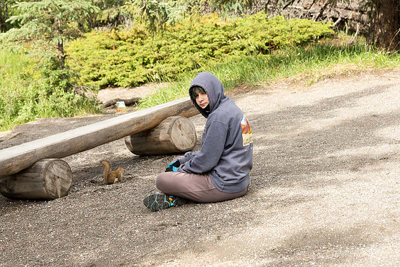 Observing Wildlife