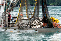 Salmon Fishing near Valdez