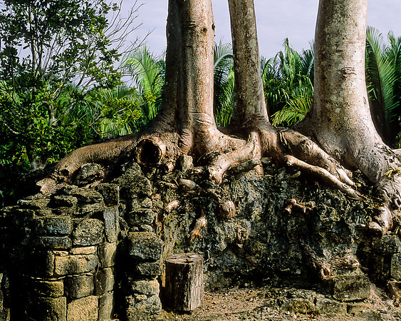 Kohunlich   - Acropolis Bldg with tree roots