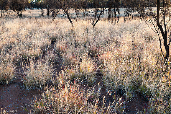 Grass and Burnt Trees, Simpson's Gap near Alice Springs