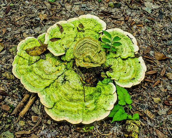 Calakmul   - Large green fungus on ground