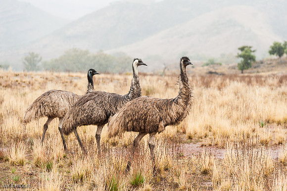 Emus in the rain, Glass Gorge Road