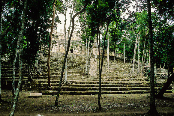 Calakmul   - Structure 13 - Steps going up through the trees