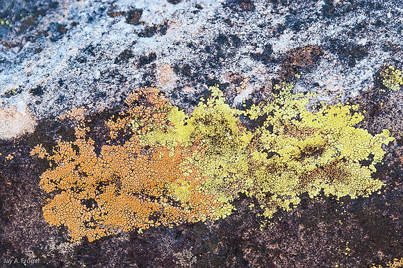 Lichen, N'Dhala Gorge