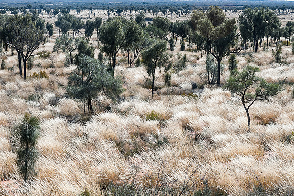 Desert Oaks and grass at Dune Lookout, the Olgas