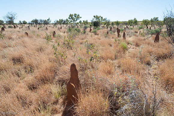 Termite Mounds