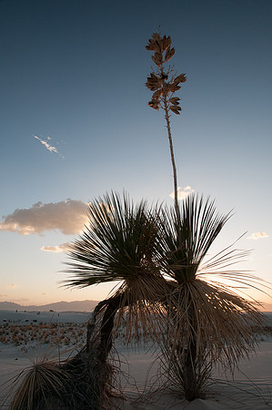 Sunset, White Sands