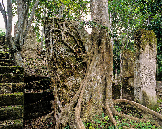 Calakmul - Structure 5, stela and tree