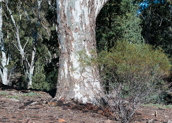 Near Wangara Lookout, Walpena Pound