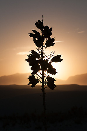Sunset, White sands, NM