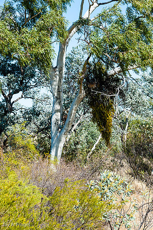 Trees at Johnson Creek