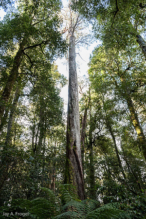 Antarctic Beech tree, Barrington Tops National Park
