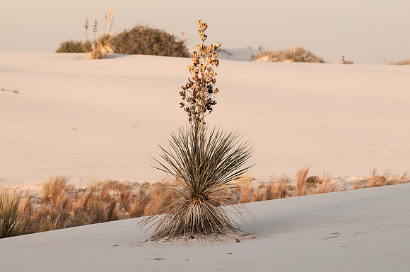 Yucca and seed stalks