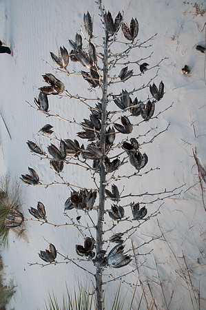 Yucca and seed stalks