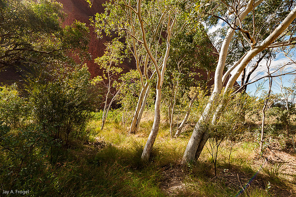 Ghost Gums on Uluru Base Walk