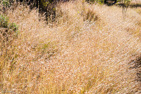 Sunlit grass near Kathleen Springs, Kings Canyon National Park