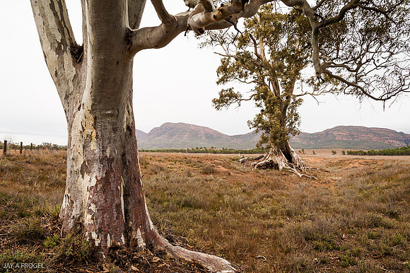 In the background the Cazneaux Tree, an old, large ghostgum near Walpena