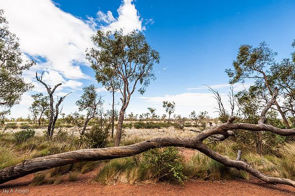 Fallen tree on Uluru base walk