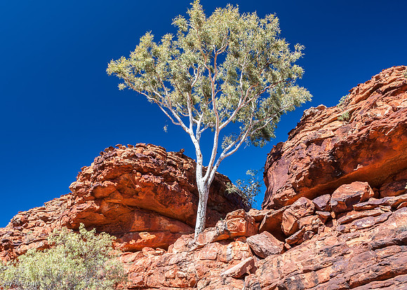 Ghost gum, red rock, blue sky - Kings Canyon
