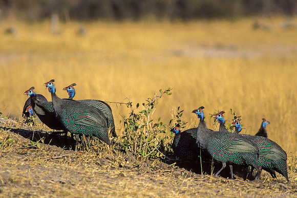 Helmeted Guinea fowl