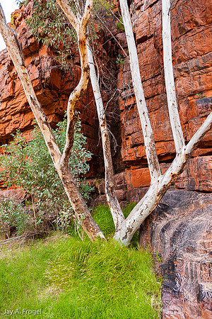 Ghostgums and red rock, Trephina Gorge Nature Park