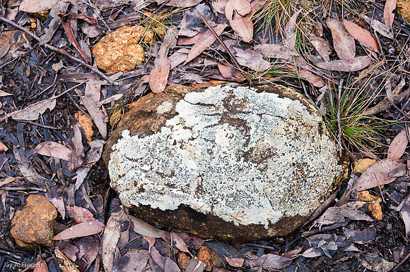 Lichen, Barrington Tops National Park