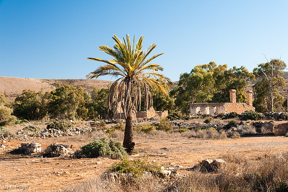 Lone palm tree and ruined buildings, Kanyaka Homestead