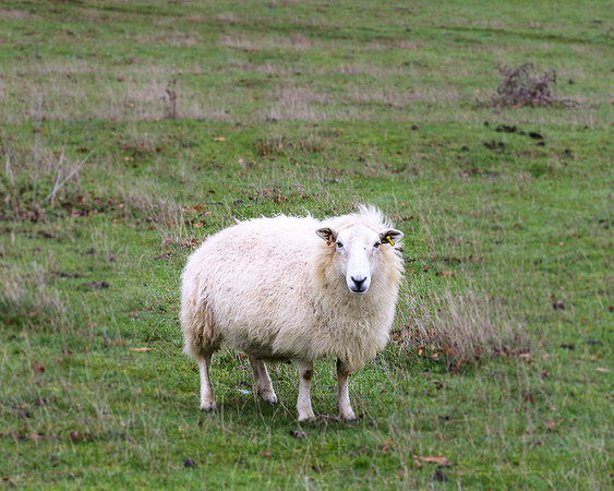 Looking Sheepish - Gardens at Stowe