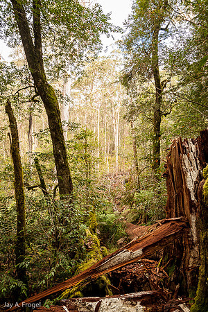 Antarctic Beech trees in forest, Barrington Tops National Park