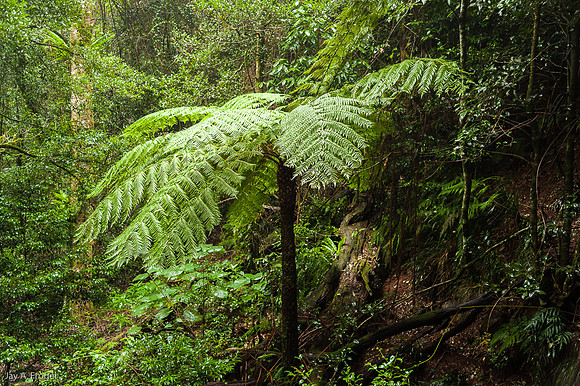 Tree ferns, Dorrigo National Park, Skywalk