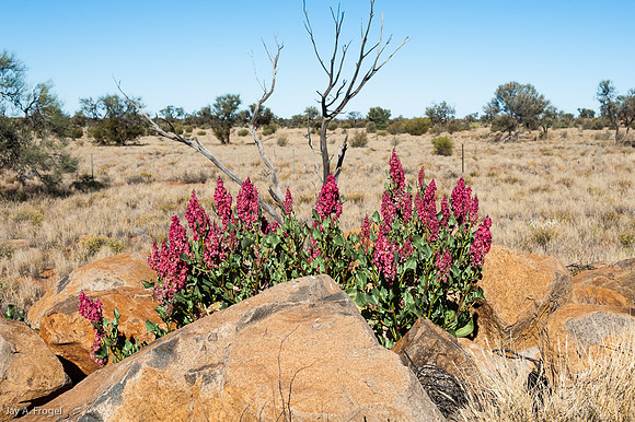 South of Erlunda on the Stuart Highway, SA