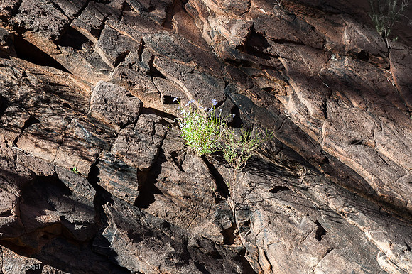 Flowers and rock, N'Dhala Gorge Nature Park
