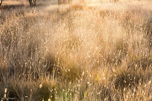 Backlit Grass, Simpson's Gap near Alice Springs