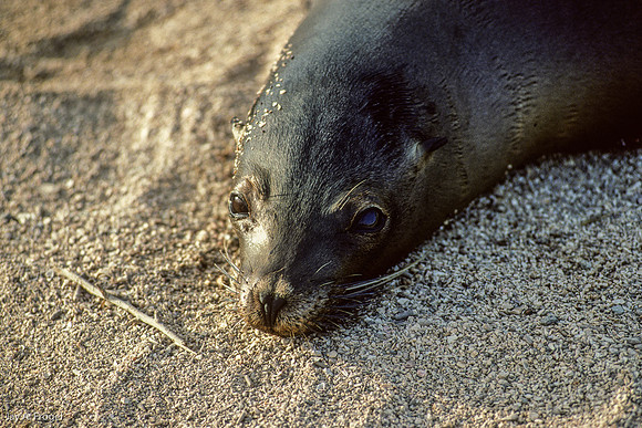 Sea Lion, Isla Lobos