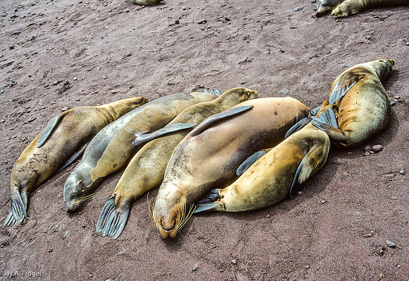 Sea Lions, Santiago Island