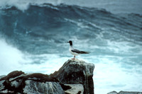 Swallow Tailed Gull (1993), Hood Island
