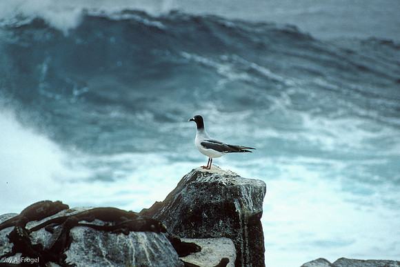 Swallow Tailed Gull (1993), Hood Island
