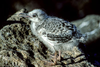 Swallow-tailed Gull Chick (1993), North Seymour Island