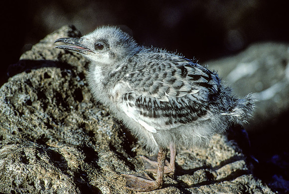Swallow-tailed Gull Chick (1993), North Seymour Island