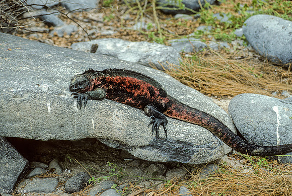 Marine Iguana, Hood Island