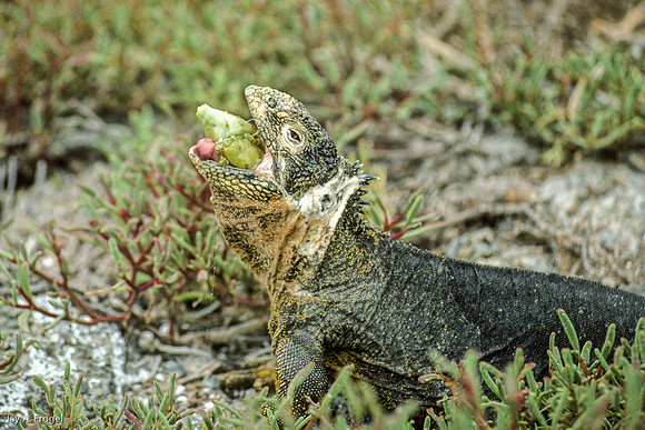 Iguana Eating Cactus Fruit