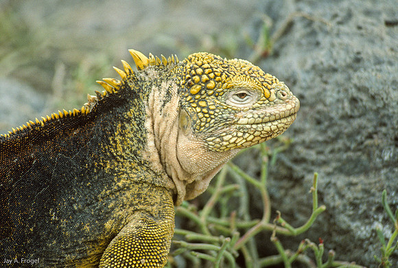 Iguana Eating Cactus Fruit
