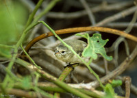 Warbler Finch (1993), Hood Island