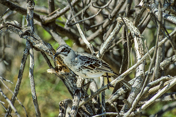 Mocking Bird, Hood Island