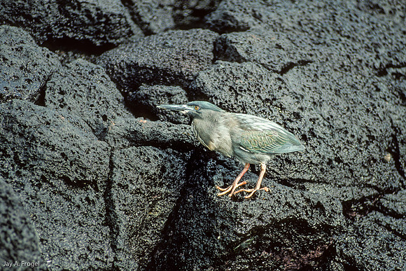Lava Heron, Floreana