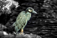 Yellow Crowned Night Heron (1993), Santiago Island