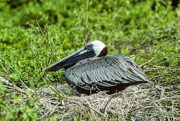 Pelican Nesting, Isla Rabida