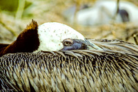 Pelican Nesting (1993), Isla Rabida